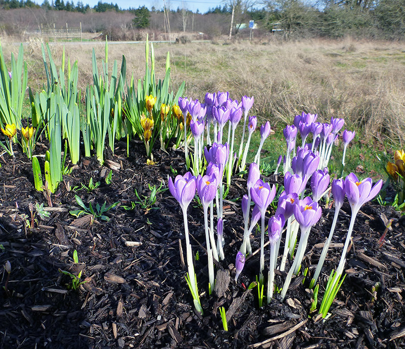 It’s not even close to spring and the crocuses are already appearing along Tyee Drive.    Photo by Meg Olson