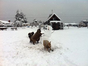 March 2014: Nutmeg the killer ewe goes on a rampage attacking innocent snowpeople on the west side of the Point.    	                Photo by Heidi Baxter
