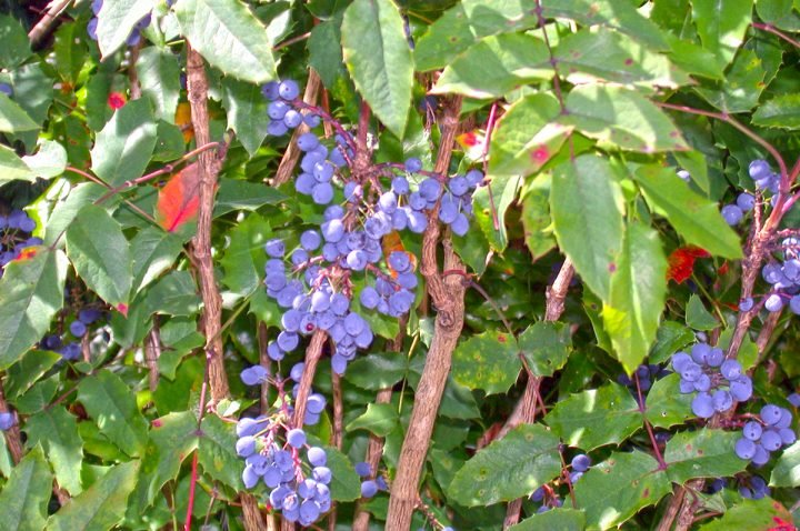 Mahonia-berries